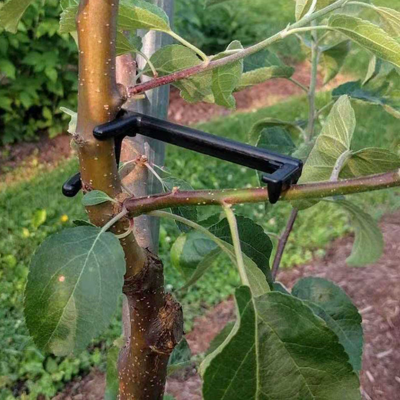 Root Watering Spike - ผลไม้สาขาต้นไม้ PULLER พืช Vines สนับสนุนคลิปบิด Shapers