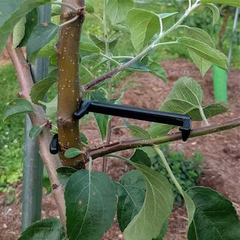 ผลไม้สาขาต้นไม้ PULLER พืช Vin - Root Watering Spike บทวิจารณ์และราคา