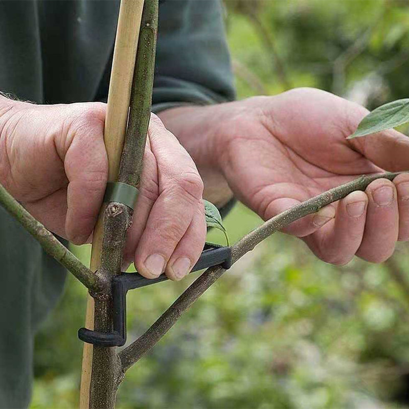 ผลไม้สาขาต้นไม้ PULLER พืช Vin - Root Watering Spike บทวิจารณ์และราคา