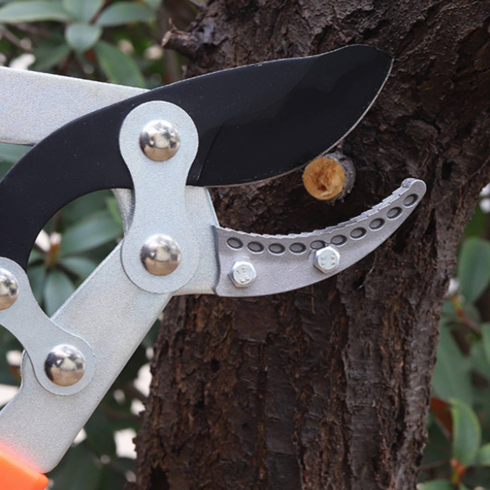 กรรไกรตัดกิ่งแบบยืดหดได้ ใบมีด - Pruning Shears บทวิจารณ์และราคา